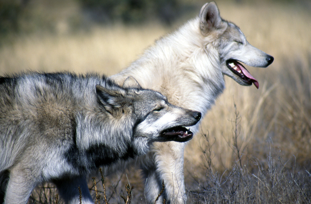 Wolf