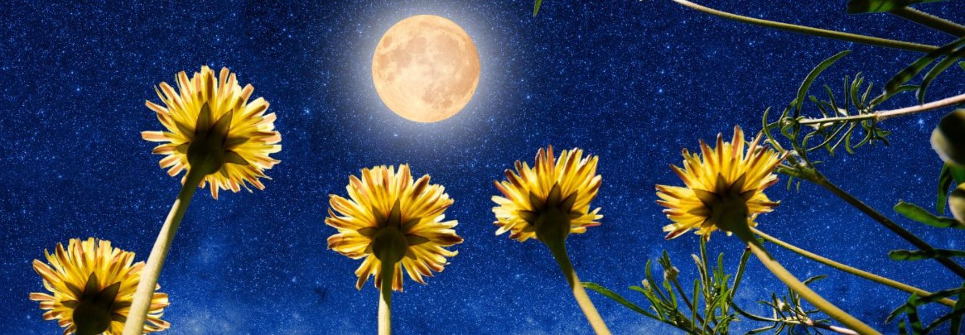 Volle maan wandeling en astrologische maan workshop