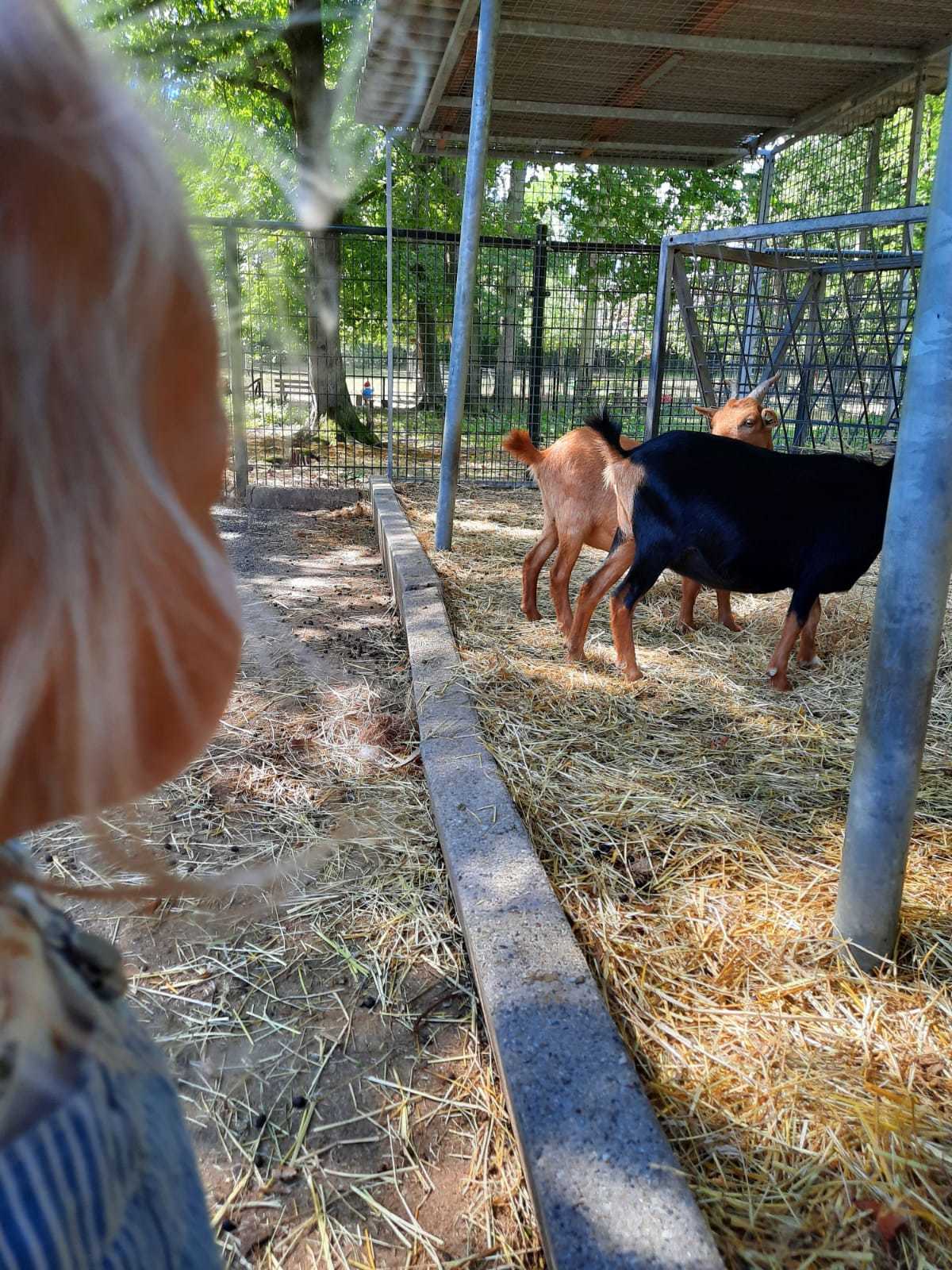 wetransfer_foto-s-kinderboerderij_2022-04-19_1258