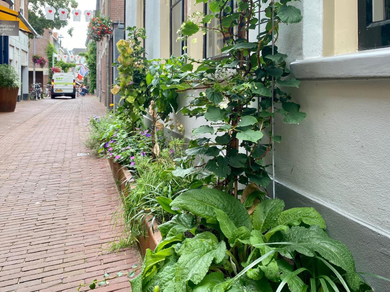 Inspiratiebeeld_geveltuin