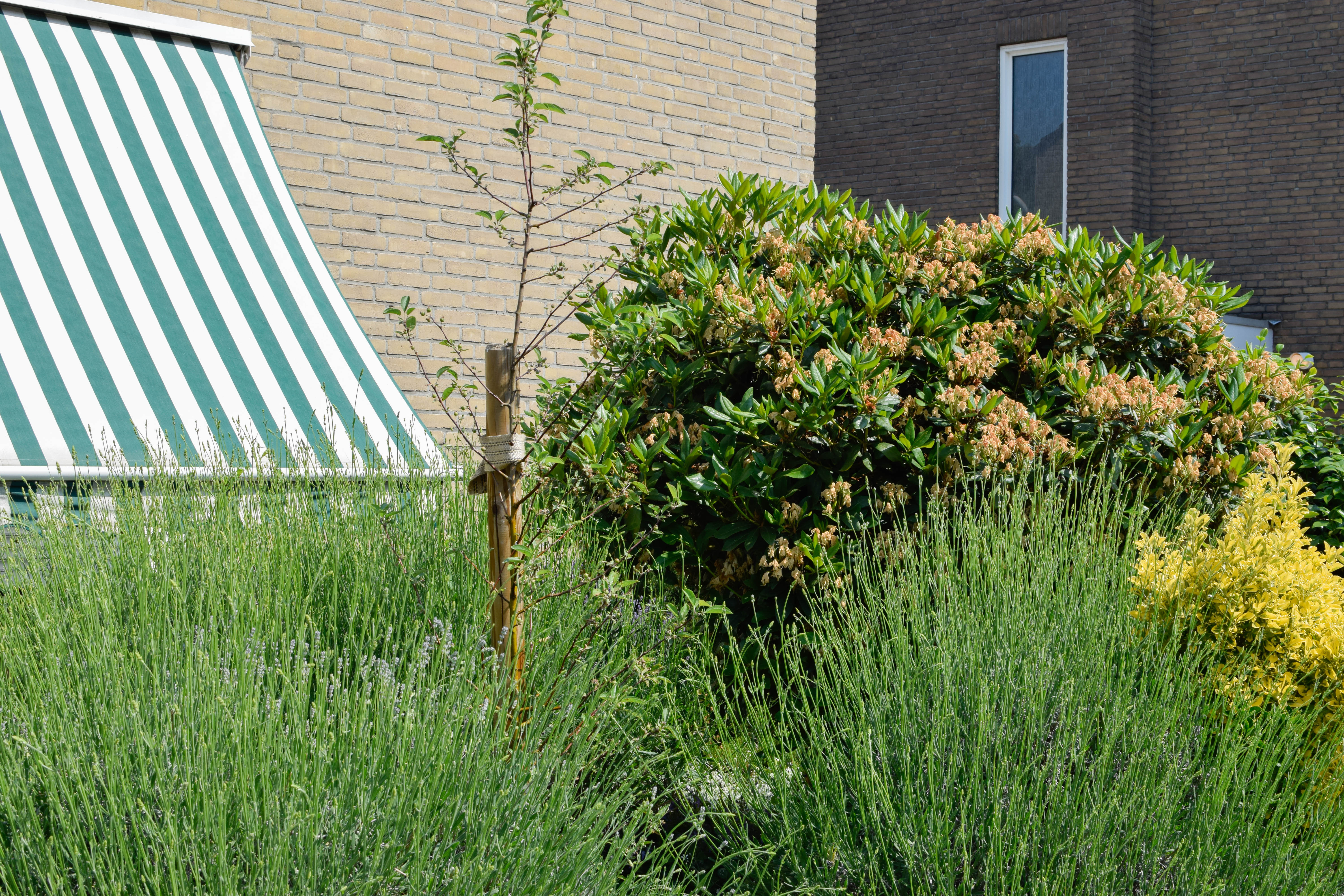 Steenbreek_Jacqueline-5