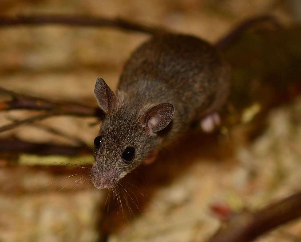 Spitsmuis
