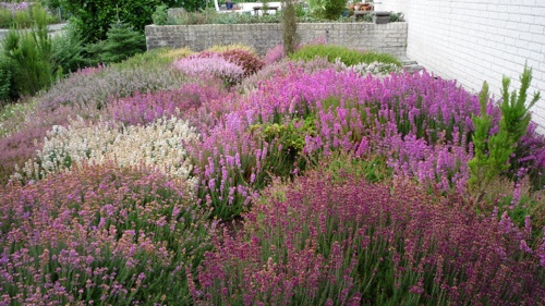 Inspiratiebeeld_heidetuin