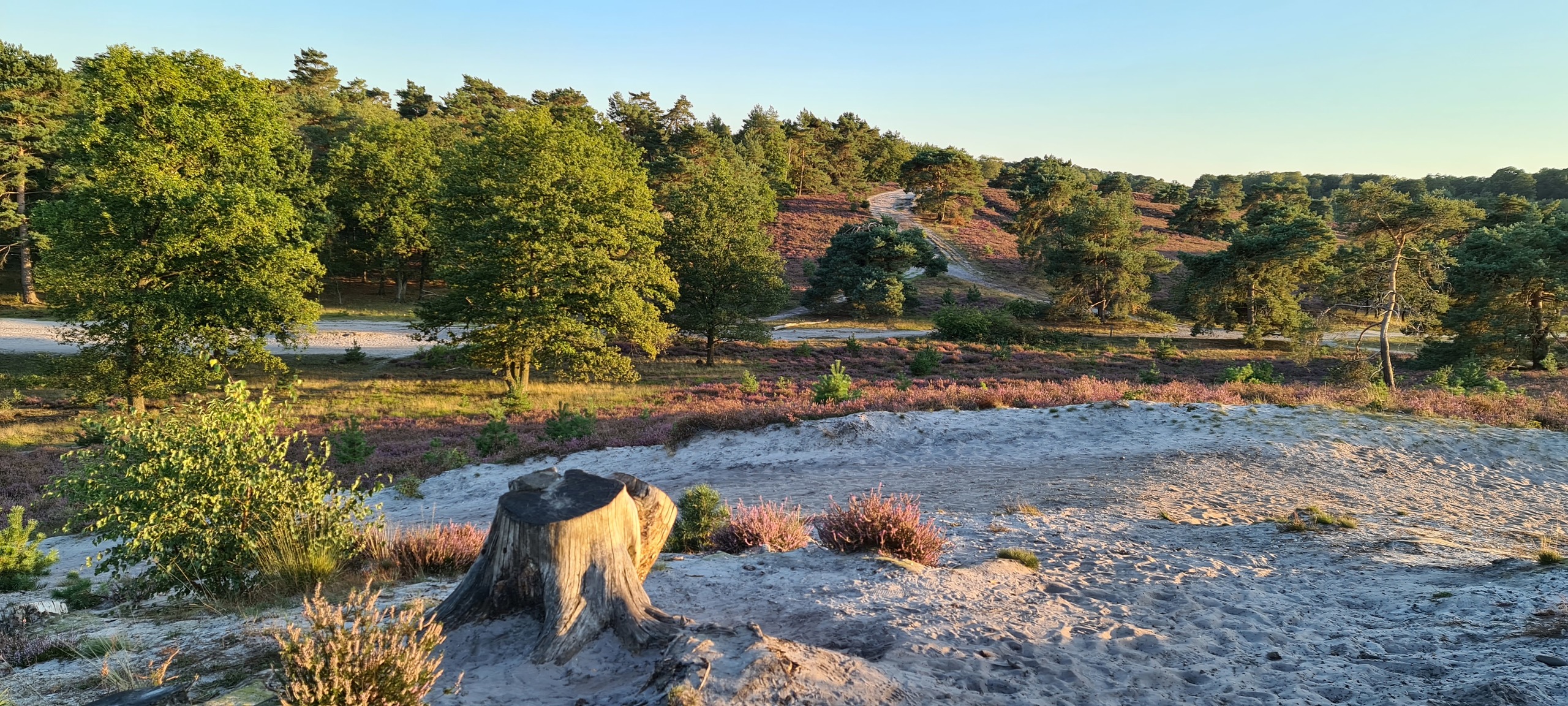 Foto Brunssummerheide